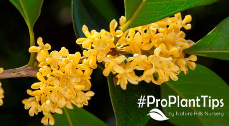 buy osmanthus at nature hills