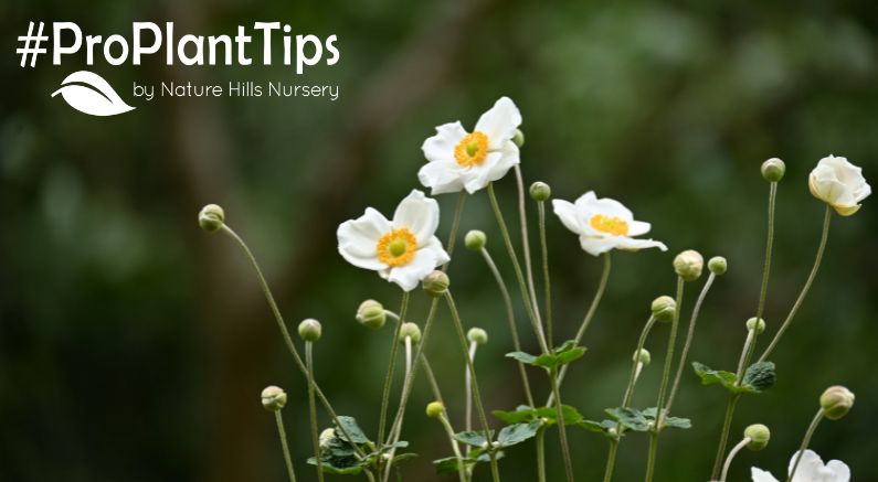 Japanese Anemones: Elegant Fall-Blooming Perennials