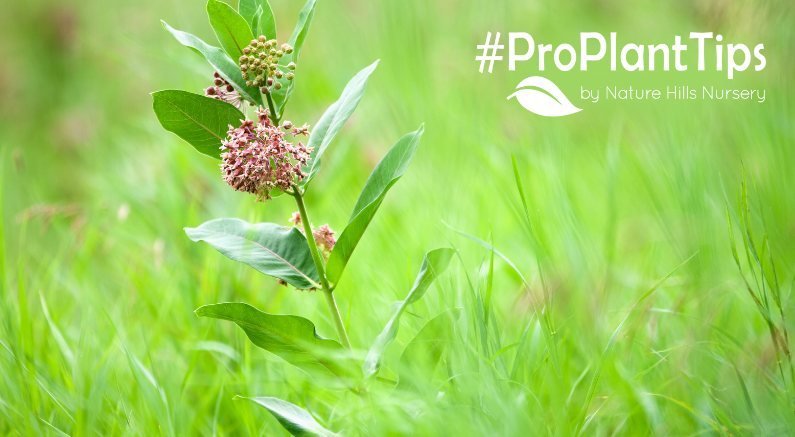milkweed vs butterfly weed at nature hills