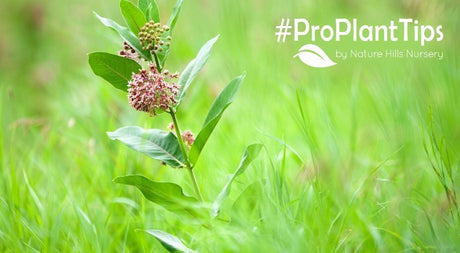 milkweed vs butterfly weed at nature hills