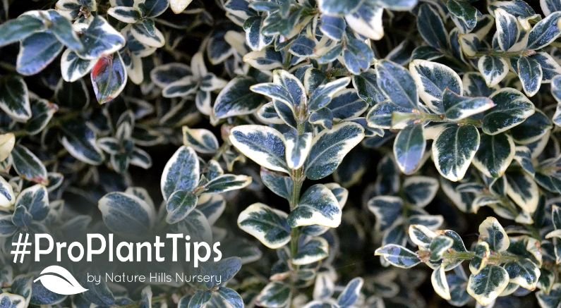shop the best variegated shrubs at nature hills
