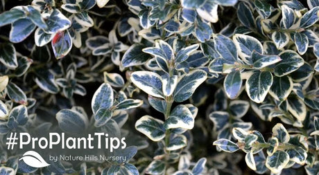 shop the best variegated shrubs at nature hills