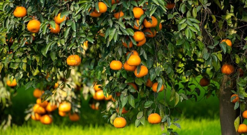 Move Citrus Indoors for the Winter - Nature Hills Nursery