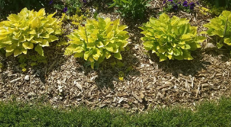 Mulch is where it is at … - Nature Hills Nursery