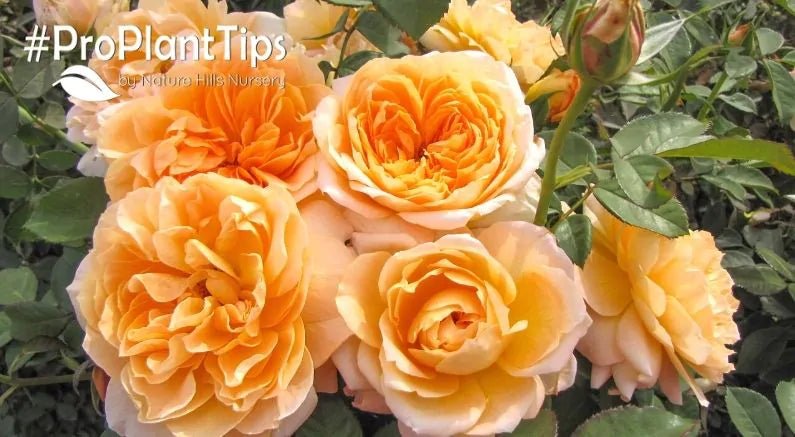 Must-Have New Roses for 2022! - Nature Hills Nursery