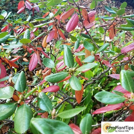 My Rhododendrons Are Losing Leaves This Fall - Is This Normal? - Nature Hills Nursery