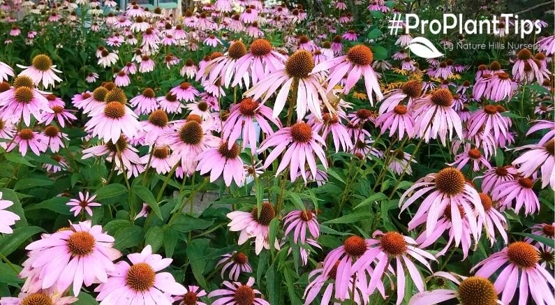 Nativar vs. Native: What's the difference? - Nature Hills Nursery