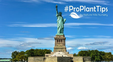 Native and Adapted Plants for NYC: A Complete Guide - Nature Hills Nursery