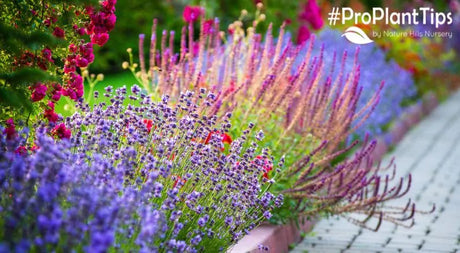 Natives Are the Next Big Thing! - Nature Hills Nursery