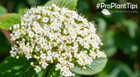 Nature Hills Top 5 Amazing Viburnum Shrubs & Their Care! - Nature Hills Nursery