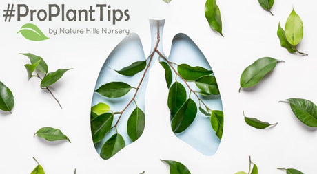 plants that purify our world at nature hills