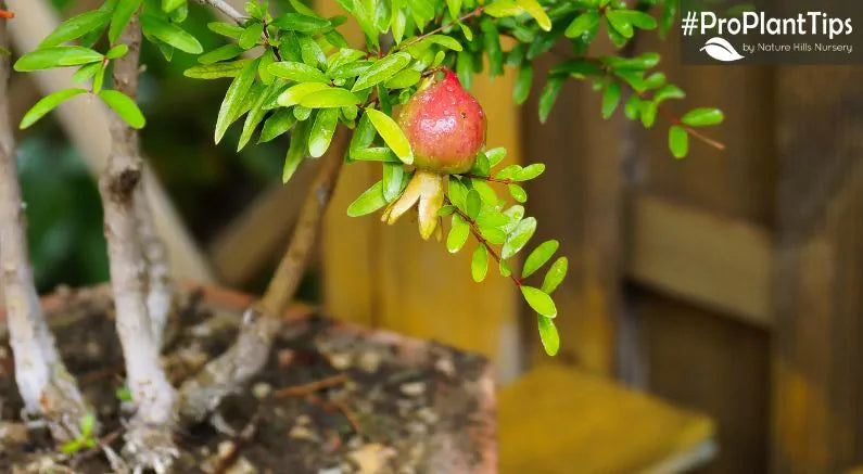 Can I Plant Pomegranate Trees in Containers?