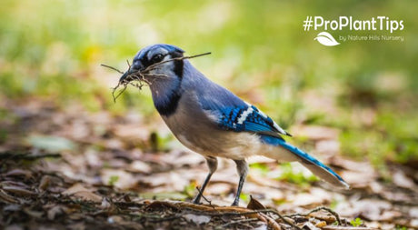 Offer Blue Jays Egg Shells - Nature Hills Nursery