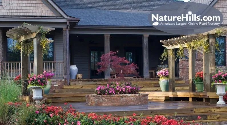 Our Favorite Front and Back Yard Trees - Nature Hills Nursery