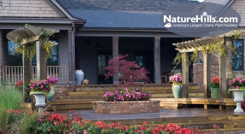 Our Favorite Front and Back Yard Trees - Nature Hills Nursery