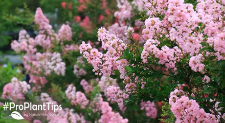 Our Perfect Christmas Plant Wishlist! - Nature Hills Nursery