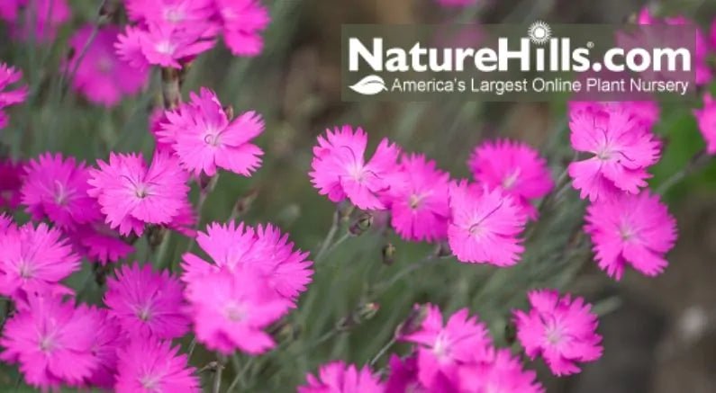Our Spring Blooming Favorites! - Nature Hills Nursery