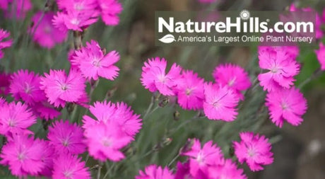 Our Spring Blooming Favorites! - Nature Hills Nursery