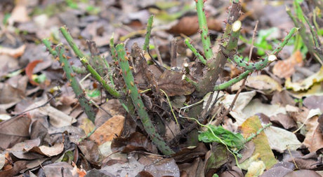 Advice For Overwintering Your Roses