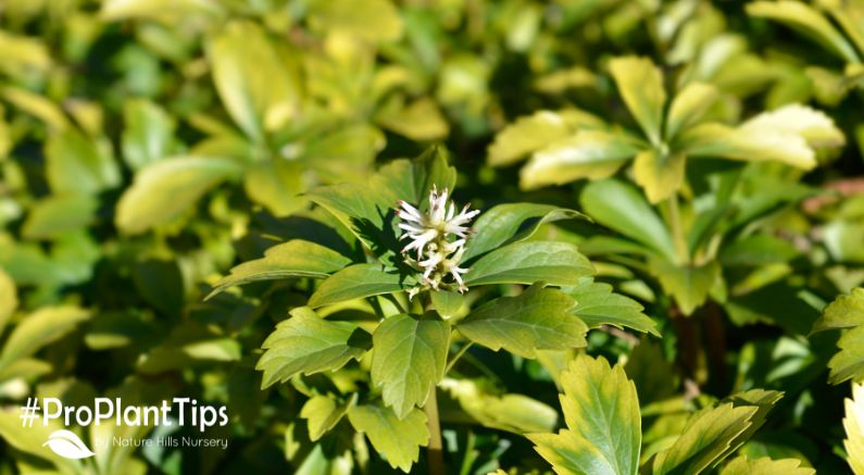 Pachysandra Ground Cover - Nature Hills Nursery