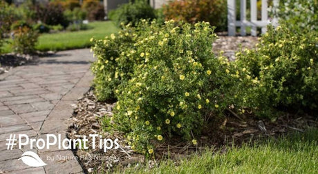 Peaceful Vibes! Pastel Gardening Recipes for Success - Nature Hills Nursery