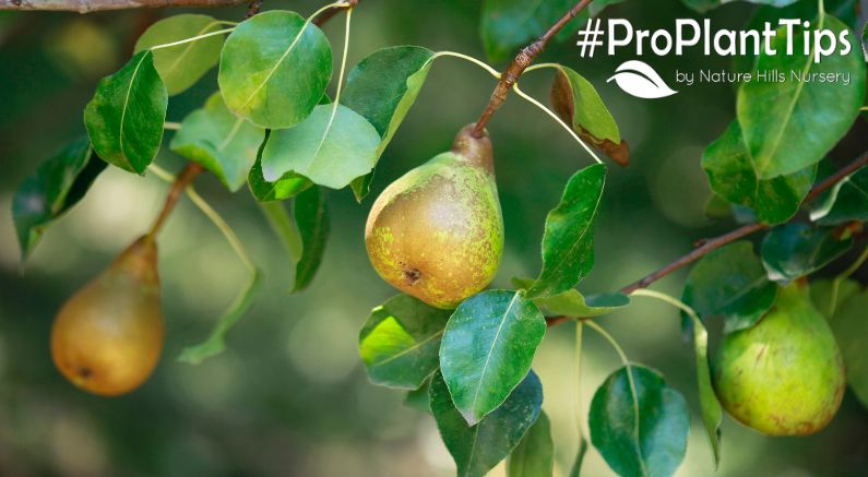 Pear Fruit Trees: When Are Pears In Season? - Nature Hills Nursery