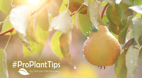 Pear Trees: Planting and Care For The Most Fruit! - Nature Hills Nursery