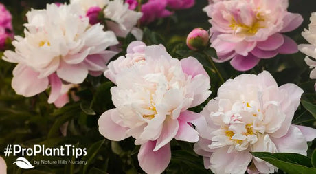 Transplanting and Planting Peonies