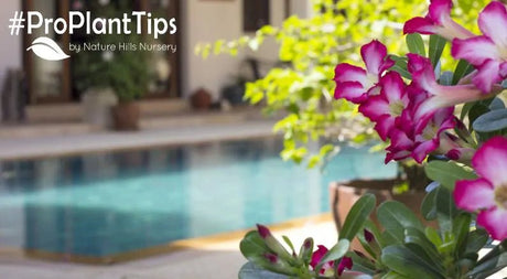Perfect Plants For Poolside Plantings! - Nature Hills Nursery