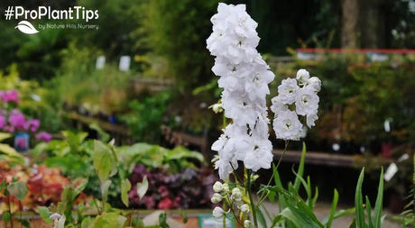 Pinching Back Plants - Nature Hills Nursery