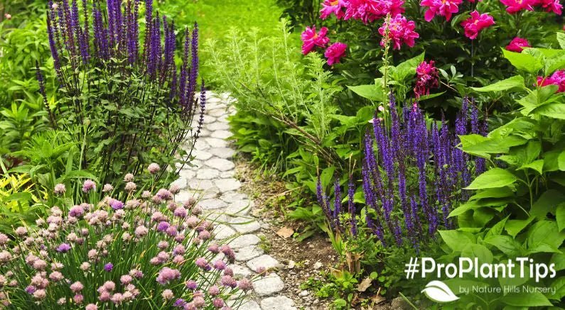 Plan Ahead for Spring: Choosing The Right Perennials - Nature Hills Nursery