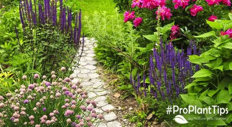 Plan Ahead for Spring: Choosing The Right Perennials - Nature Hills Nursery