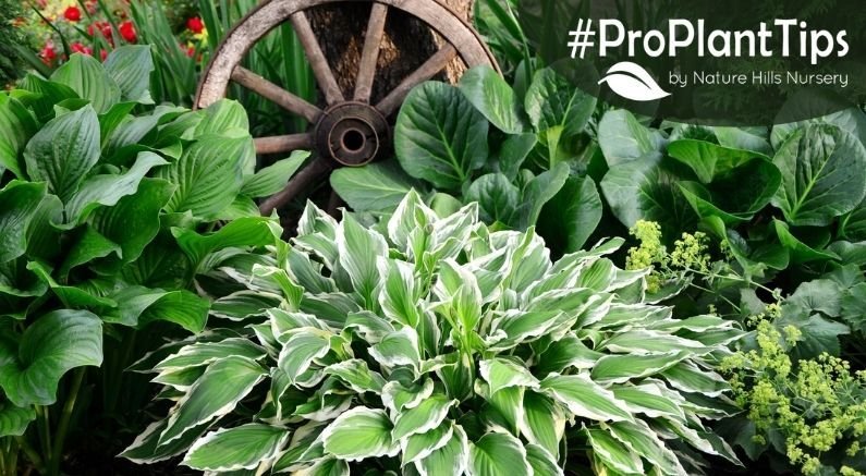 Plan Your Garden By Planting In Threes - Nature Hills Nursery