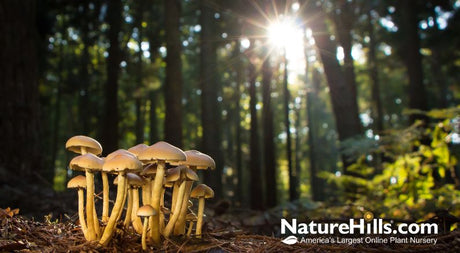 Plant Fact or Fiction: Part 3! - Nature Hills Nursery