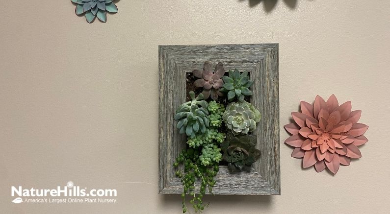 Plant Portraits - A Garden On Display! - Nature Hills Nursery