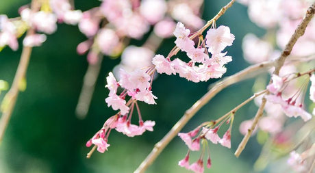 Plant These in Autumn for Spring Blooms - Nature Hills Nursery
