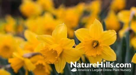 Planting and Caring For Daffodils! - Nature Hills Nursery