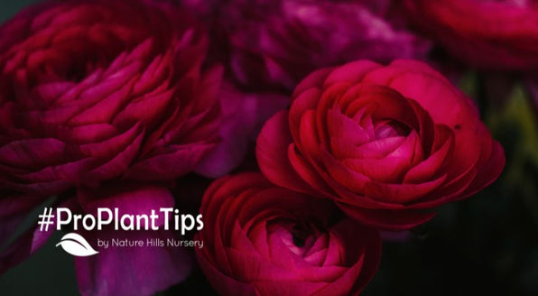 Ranunculus Care Guide: Planting & Growing Tips