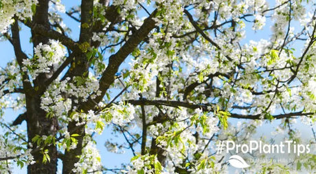 Planting and Caring For Serviceberry Shrubs - Nature Hills Nursery