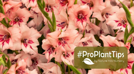 Planting and Caring For Gladiolus: The Ultimate Guide! - Nature Hills Nursery