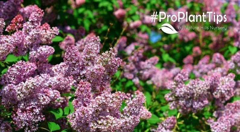 Planting & Growing Lilac Bushes - Nature Hills Nursery