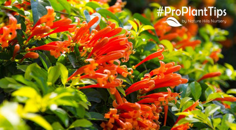 Planting Tips for Honeysuckle Vine - Nature Hills Nursery