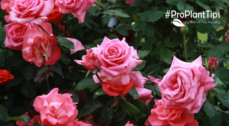 Planting & Transplanting Roses - Nature Hills Nursery