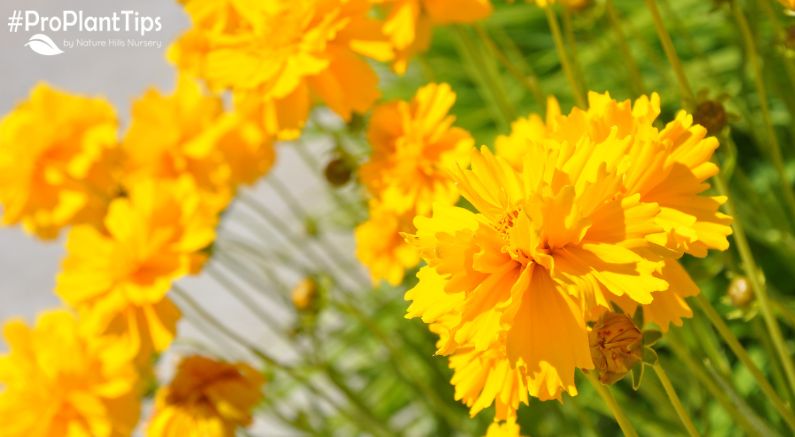 Plants for July Blooms in the Garden - Nature Hills Nursery