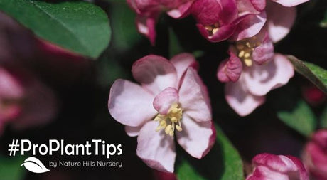 Plants That Are Showy In August For Late Season Color! - Nature Hills Nursery