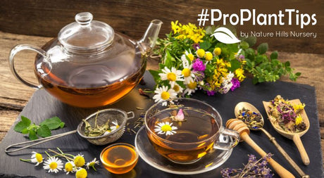 Plants That Flavor Drinks & Make Tea!