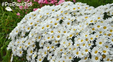 Plants That Flower In June! - Nature Hills Nursery