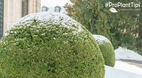 Plants to Help with Winter Snow Drifting - Nature Hills Nursery