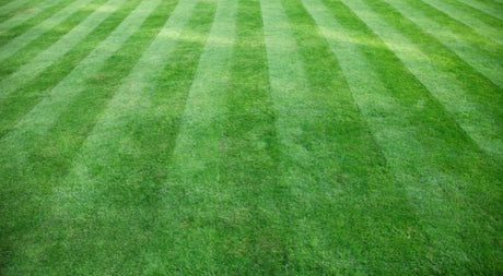 Please Don’t Roll Your Lawn - Nature Hills Nursery