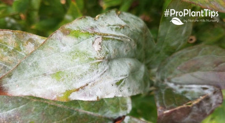 Powdery Mildew on your Peony Plants?